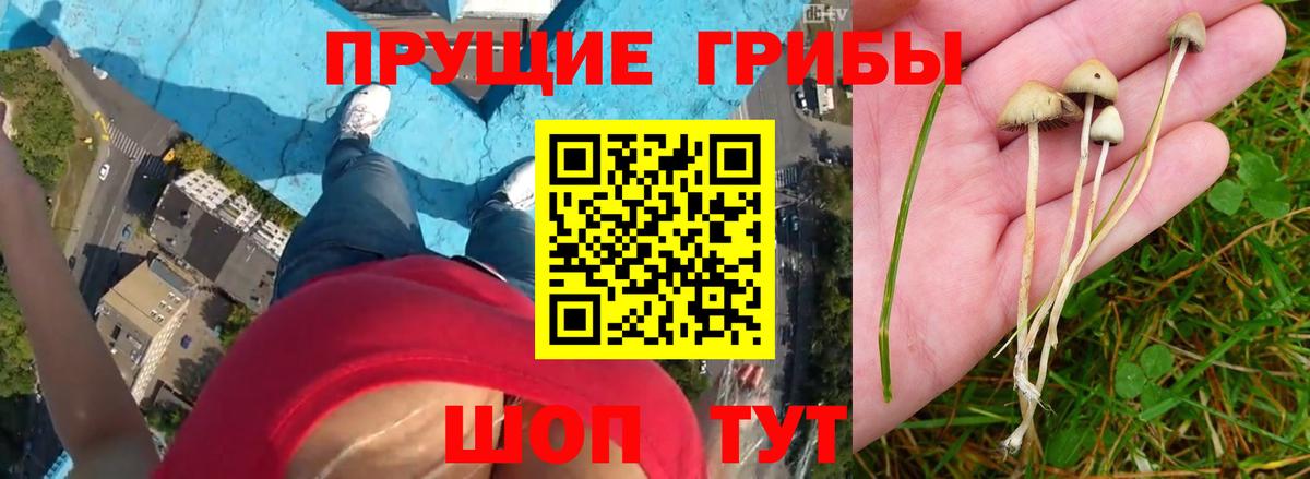 Псилоцибиновые грибы мицелий Красногорск
